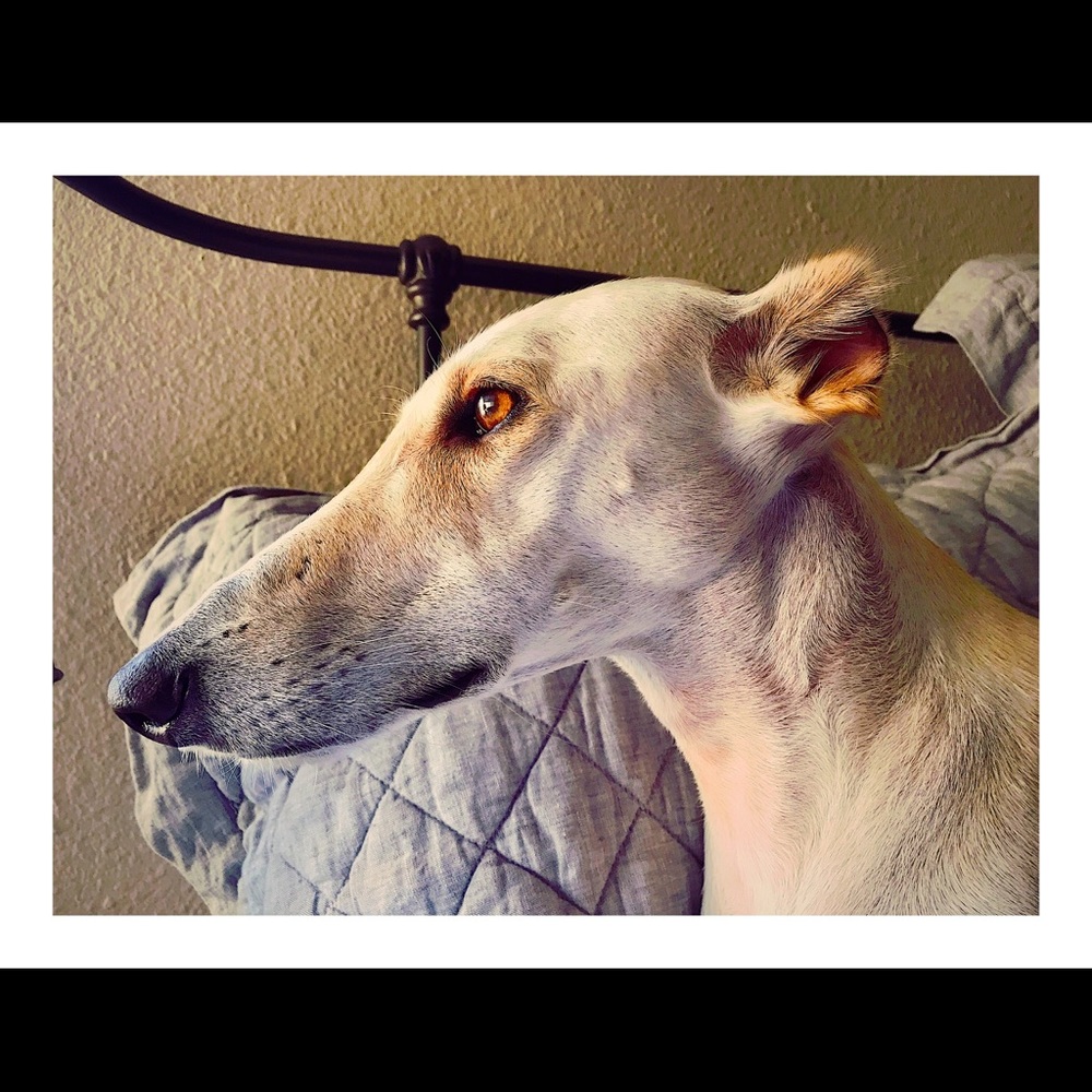 Meet your Posher, Lena
